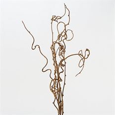 KIWI BRANCHES 26-28" NATURAL 6/PK