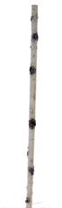 BIRCH FAUX POLE 47X3"D WHITE