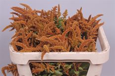 AMARANTHUS HANGING BROWN