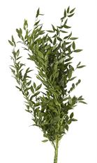 ITALIAN RUSCUS