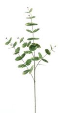 MONEY PLANT 33.9" VARIEGATED