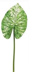 CALADIUM LEAF 36.5&quot; VARIEGATED