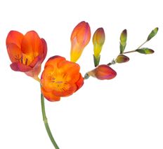 FREESIA ORANGE 10 STEM BUNCH
