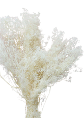 GYPSOPHILA STARDUST 4 OZ BLEACHED