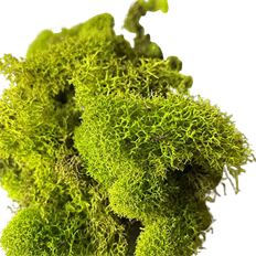 MOSS REINDEER CHARTREUSE 4 OZ/PKG