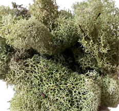 MOSS REINDEER LT GREEN 4 OZ/PKG