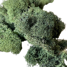 MOSS REINDEER MOSS GREEN 4 OZ/PKG