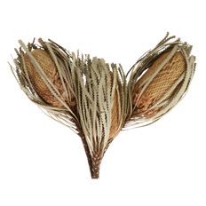 BANKSIA HOOKERANA NATURAL 3/PK