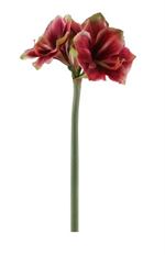AMARYLLIS 29.5&quot; BURGUNDY/GREEN