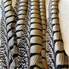 FEATHER PHEASANT 30-35" 5/PK LADY