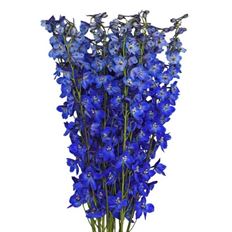 DELPHINIUM SEA WALTZ DARK BLUE