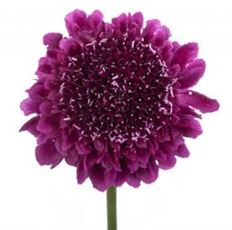 SCABIOSA PURPLE