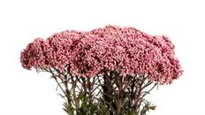 RICE FLOWER PINK
