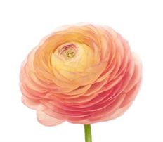 RANUNCULUS PEACH