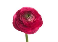 RANUNCULUS HOT PINK