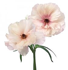 RANUNCULUS BUTTERFLY PINK