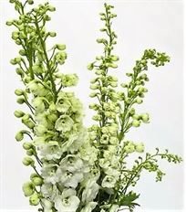 DELPHINIUM HYBRID WHITE