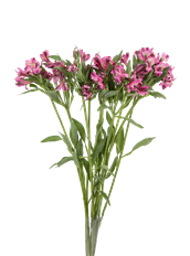 ALSTROEMERIA FANCY HOT PINK