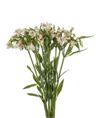 ALSTROEMERIA FANCY WHITE