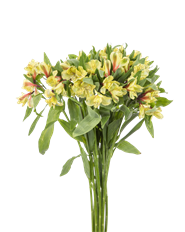 ALSTROEMERIA FANCY YELLOW