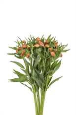 ALSTROEMERIA PREMIUM ORANGE