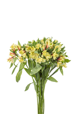ALSTROEMERIA PREMIUM YELLOW