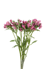 ALSTROEMERIA SELECT HOT PINK
