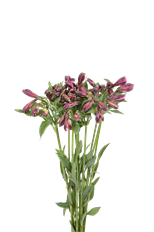 ALSTROEMERIA SELECT PURPLE