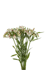 ALSTROEMERIA SELECT WHITE