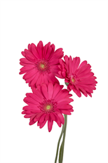 GERBERA DAISY HOT PINK
