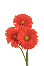 GERBERA DAISY ORANGE