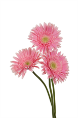 GERBERA DAISY PINK