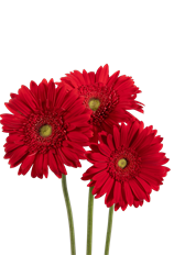 GERBERA DAISY RED