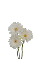 GERBERA DAISY WHITE