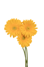 GERBERA DAISY YELLOW