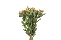 HYPERICUM PEACH