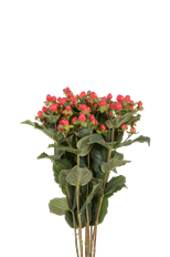 HYPERICUM RED