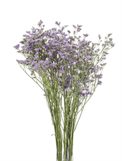 LIMONIUM MAINE BLUE