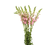 SNAPDRAGON PINK