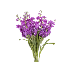 STOCK PURPLE