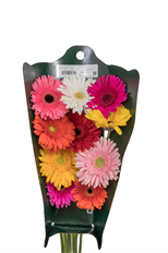 GERBERA DAISY RAINBOW CARD