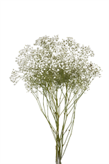 GYPSOPHILA MILLION STAR