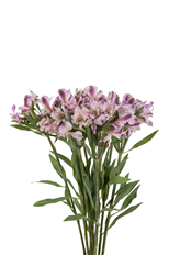 ALSTROEMERIA FANCY LAVENDER