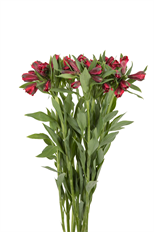 ALSTROEMERIA PREMIUM RED