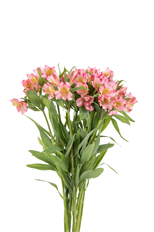 ALSTROEMERIA SELECT PINK
