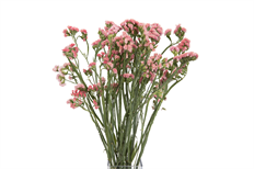 STATICE TISSUE PEACH