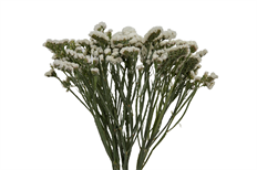 STATICE TISSUE WHITE