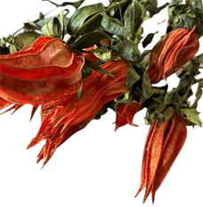 INDIAN PAINT BRUSH ORANGE 3/PK