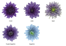 POM BLUOCEAN ASSORTMENT
