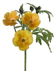 RANUNCULUS BUTTERFLY YELLOW